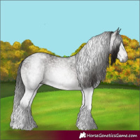 Horse Color:Gray White Spotted Bay Appaloosa