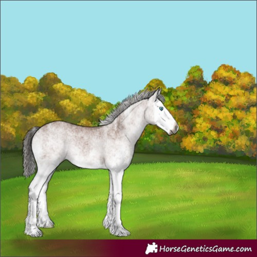 Horse Color:Gray White Spotted Bay Splash 