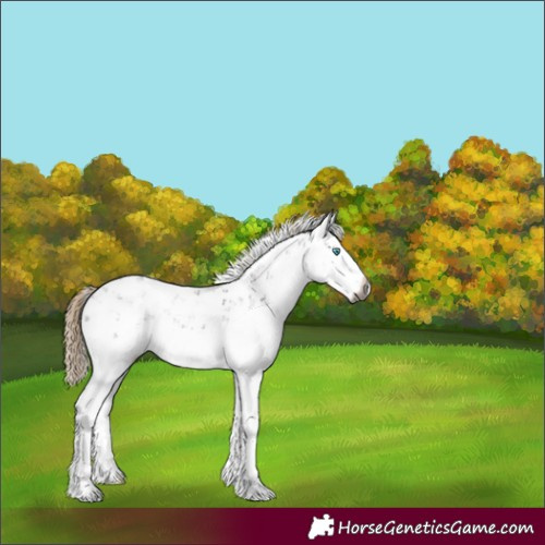 Horse Color:Gray Liver Chestnut Sabino Splash 