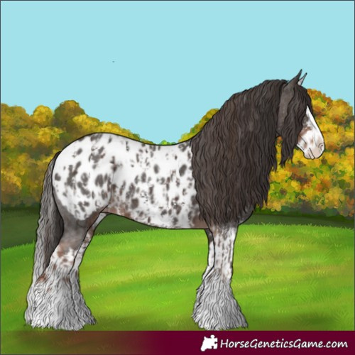 Horse Color:Liver Chestnut Sabino Splash Appaloosa and Liver Chestnut Sabino Splash Appaloosa