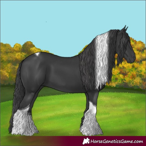 Horse Color:Black Tobiano 