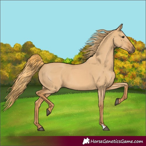 Horse Color:Unknown 