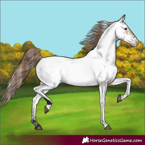 Horse Color:Bay Dun Near Fewspot 