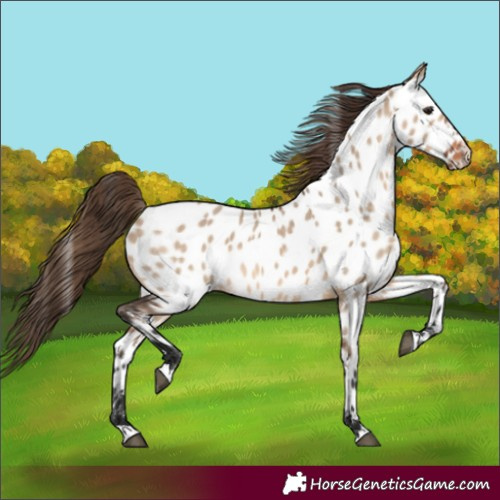 Horse Color:Bay Dun Appaloosa 