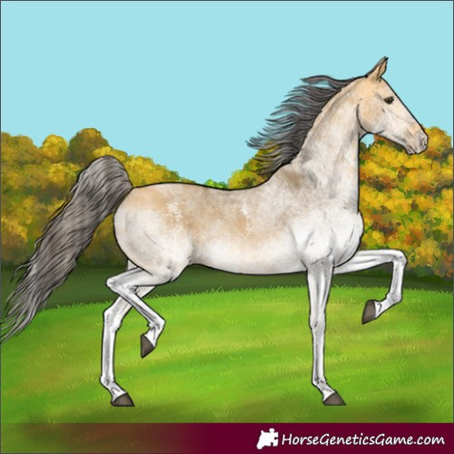 Horse Color:White Spotted Buckskin Dun 