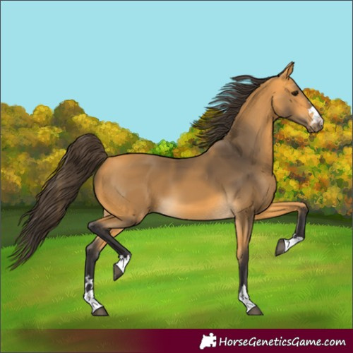 Horse Color:Unknown 