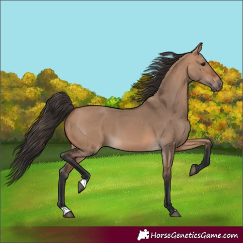 Horse Color:Bay Dun 