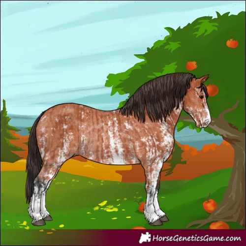 Horse Color:Bay Sabino Rabicano and Bay Sabino Rabicano