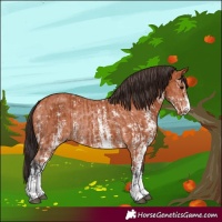 Horse Color:Bay Sabino Rabicano and Bay Sabino Rabicano