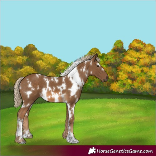 Horse Color:White Spotted Chocolate Palomino 