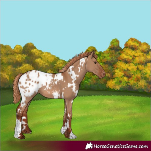 Horse Color:White Spotted Red Dun Appaloosa 