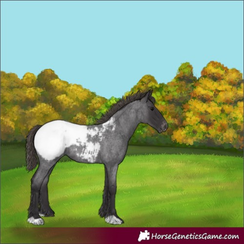 Horse Color:Smoky Blue Roan Appaloosa 