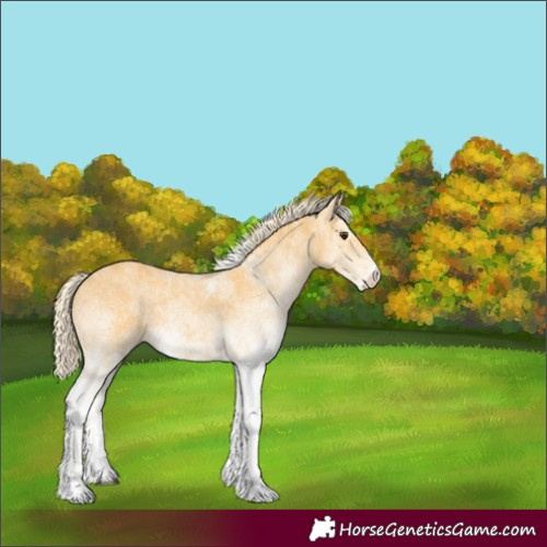Horse Color:White Spotted Palomino 