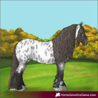 Horse Color:Smoky Blue Roan Near Leopard 
