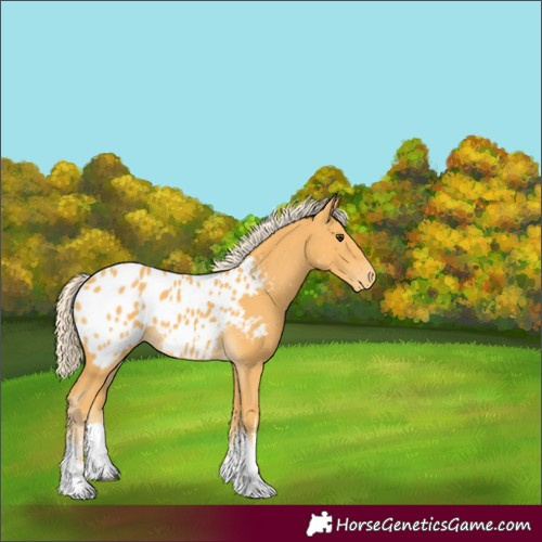 Horse Color:White Spotted Palomino Appaloosa 