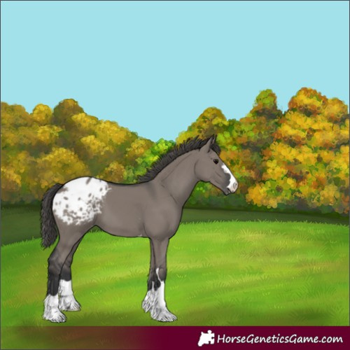 Horse Color:Grullo Appaloosa 