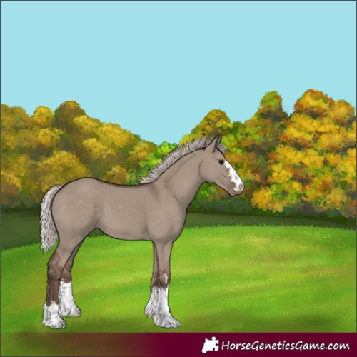 Horse Color:Silver Grullo Appaloosa