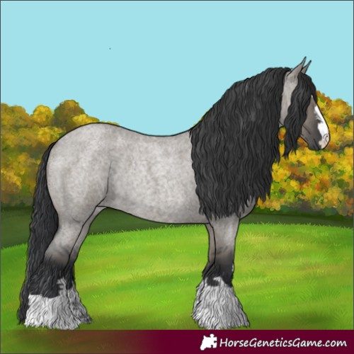 Horse Color:Grullo Roan Rabicano