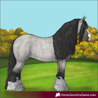 Horse Color:Grullo Roan Rabicano