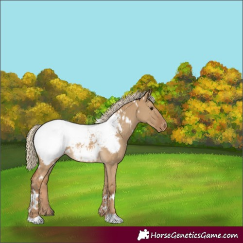 Horse Color:White Spotted Chocolate Palomino Dun Appaloosa 