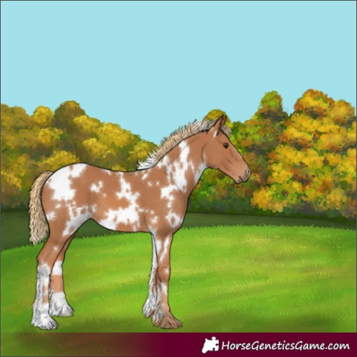 Horse Color:White Spotted Chestnut 