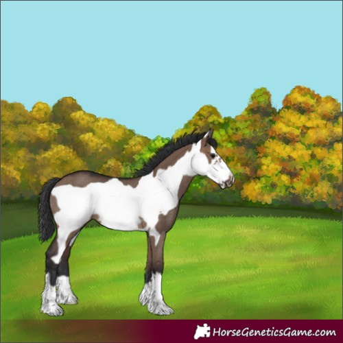 Horse Color:Brown Dun Frame Rabicano