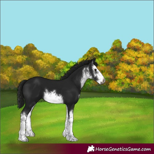 Horse Color:Gray White Spotted Black