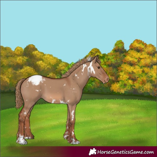 Horse Color:White Spotted Red Dun Appaloosa 