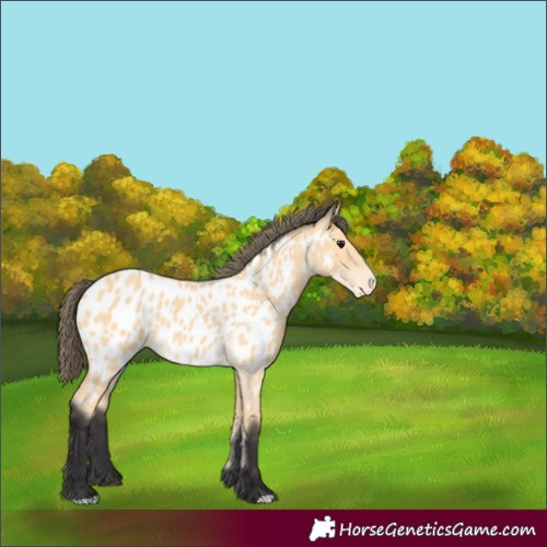 Horse Color:Buckskin Appaloosa 