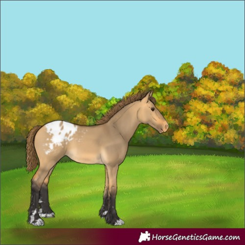 Horse Color:Buckskin Dun Appaloosa 