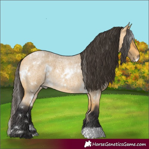 Horse Color:White Spotted Buckskin Roan 