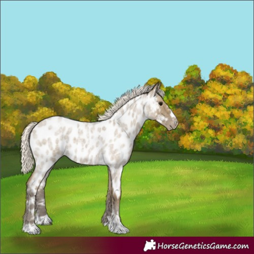 Horse Color:Silver Smoky Grullo Roan Appaloosa 