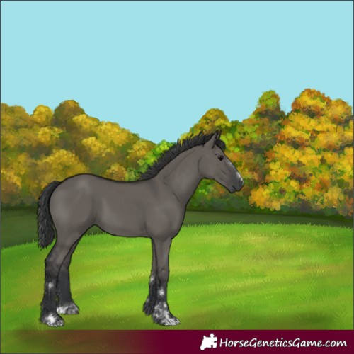 Horse Color:Grullo 