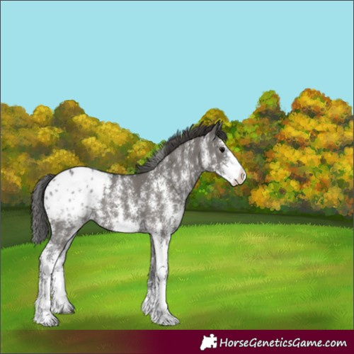 Horse Color:Grullo Sabino Appaloosa 