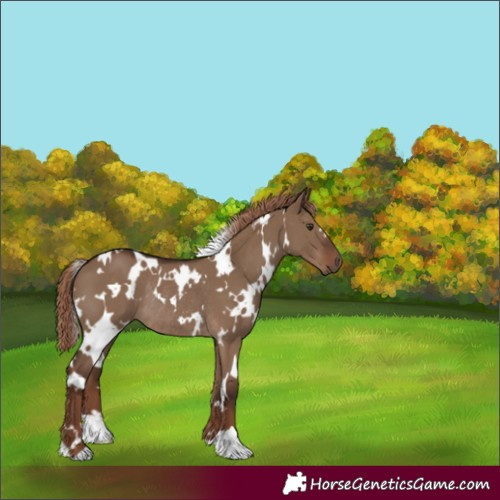 Horse Color:White Spotted Liver Red Dun Rabicano 
