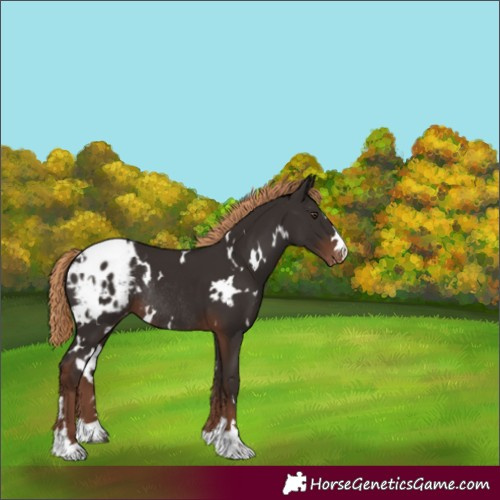 Horse Color:White Spotted Liver Chestnut Appaloosa Rabicano 