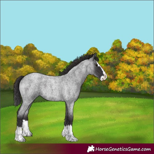 Horse Color:Smoky Blue Roan Splash 
