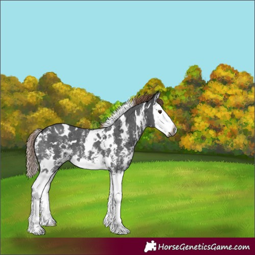 Horse Color:Gray White Spotted Liver Chestnut Sabino Splash