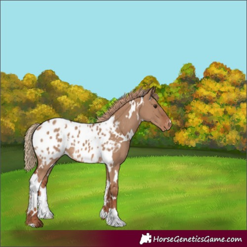 Horse Color:White Spotted Red Dun Appaloosa