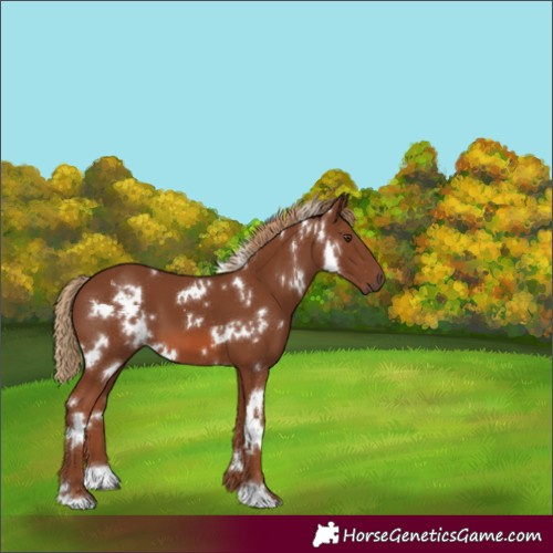 Horse Color:White Spotted Chestnut
