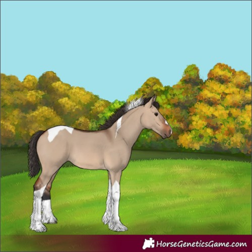 Horse Color:Bay Dun Tobiano