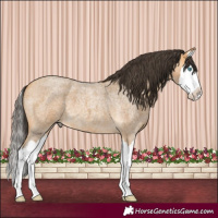 Horse Color:Buckskin Roan Splash