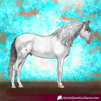 Horse Color:White Spotted Black Tobiano 