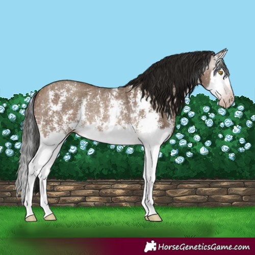 Horse Color:Gray Amber Champagne Sabino Splash Rabicano
