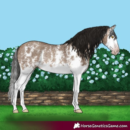 Horse Color:Gray Amber Champagne Sabino Splash Rabicano