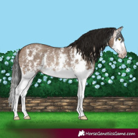 Horse Color:Gray Amber Champagne Sabino Splash Rabicano