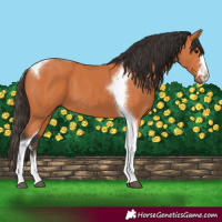 Horse Color:Bay Tobiano 