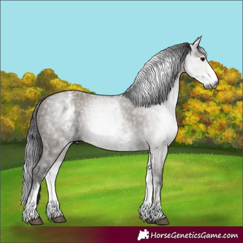 Horse Color:Gray White Spotted Grullo