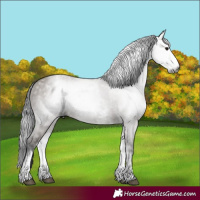 Horse Color:Gray White Spotted Grullo 