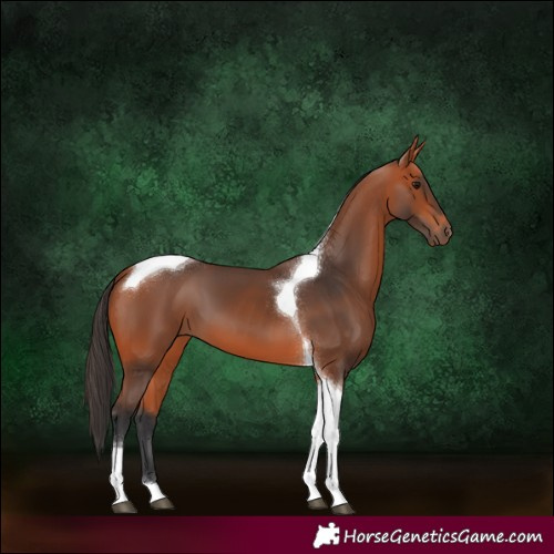 Horse Color:Bay Tobiano 